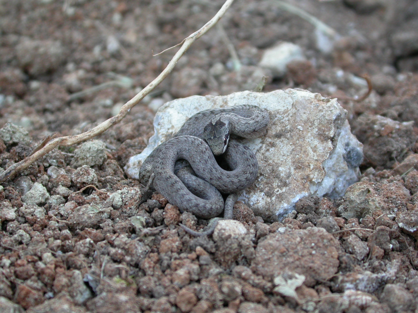 Avusturya Yılanı - Coronella austriaca